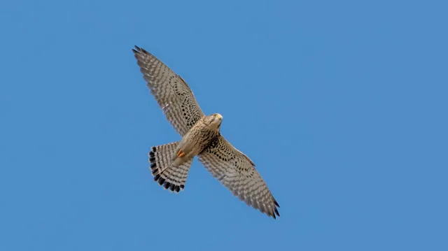 Species Image