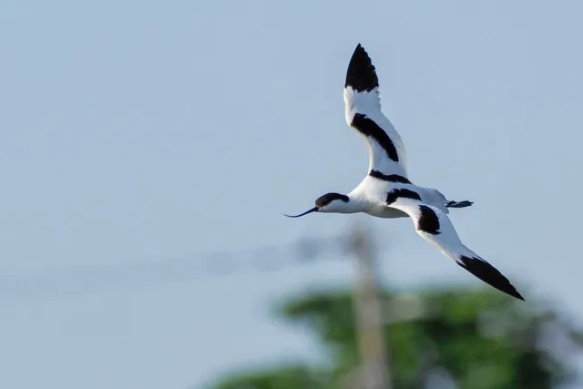 Species Image