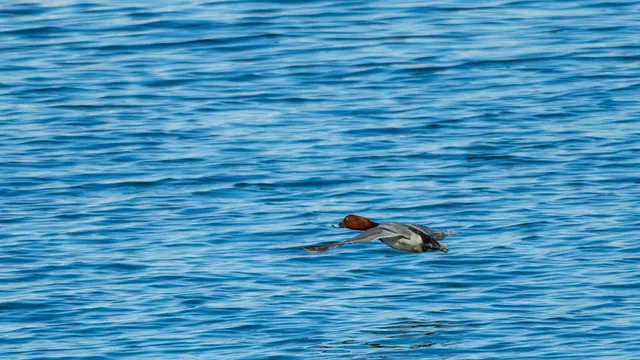 Species Image
