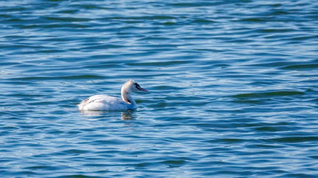 Species Image