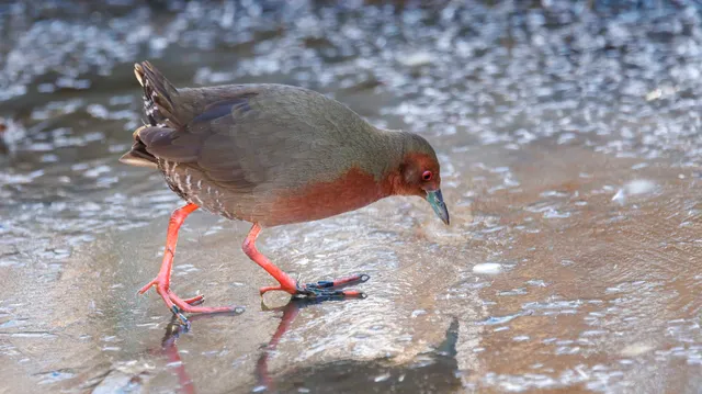 Species Image