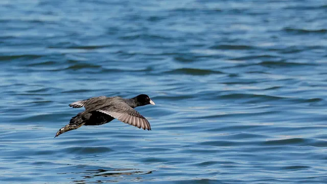 Species Image