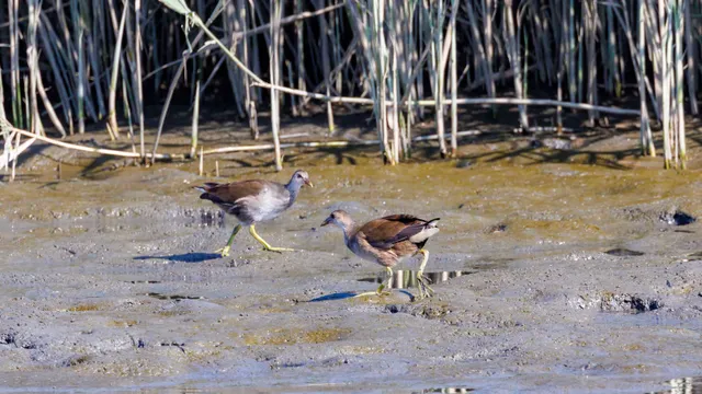 Species Image