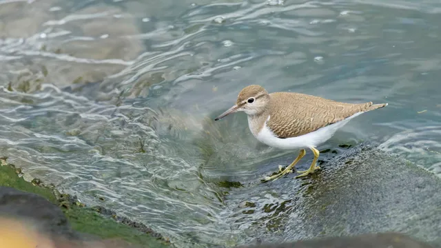 Species Image