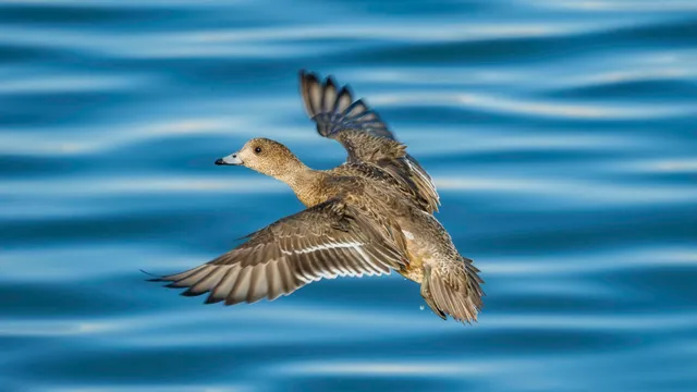 Species Image