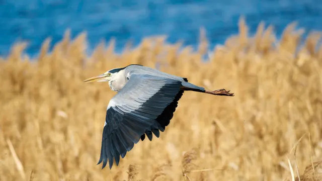 Species Image