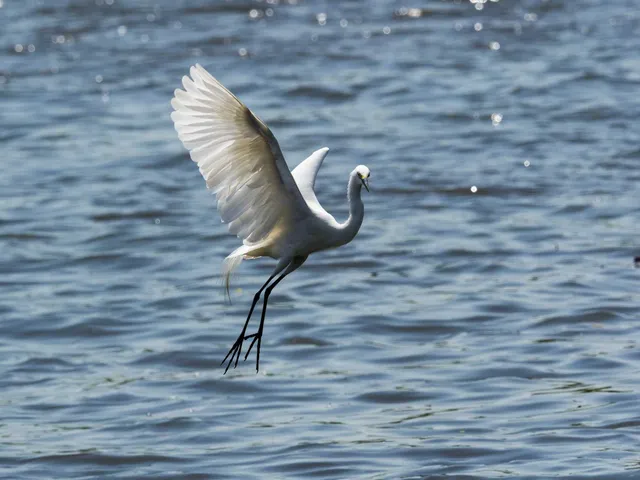 Species Image