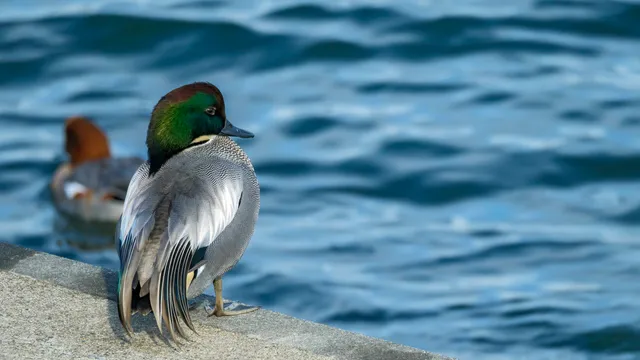 Species Image