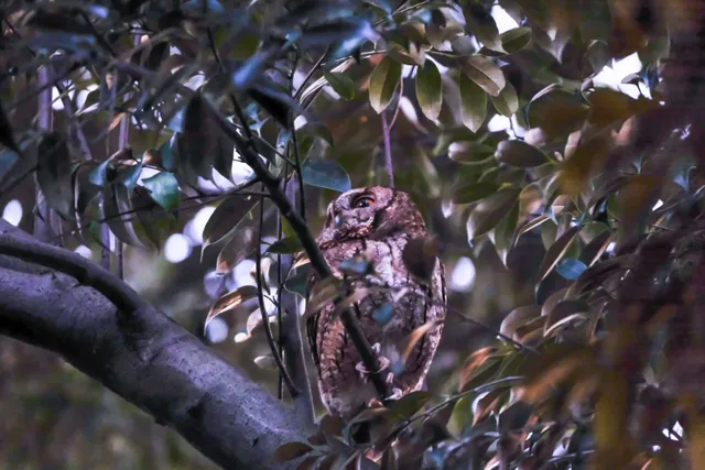 Species Image