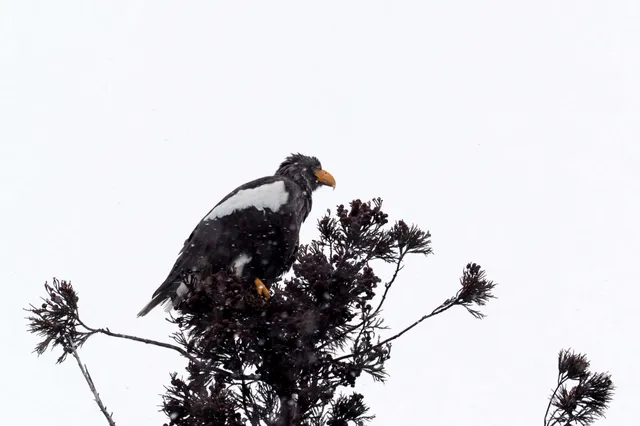Species Image
