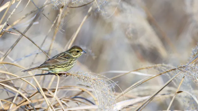 Species Image