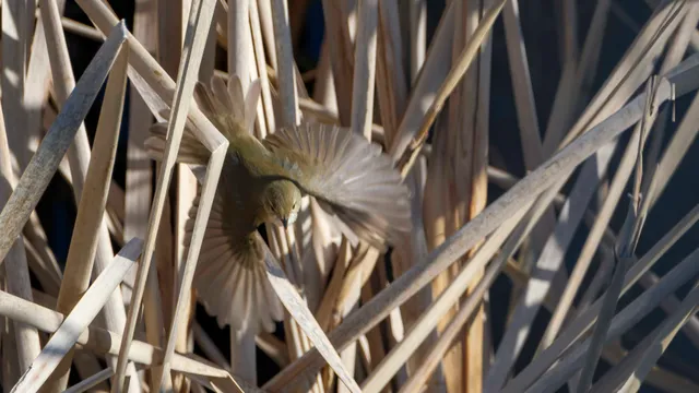 Species Image