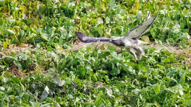 Species Image