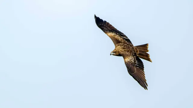 Species Image