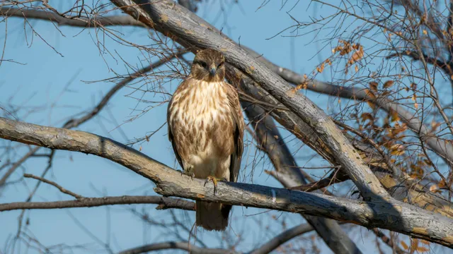 Species Image