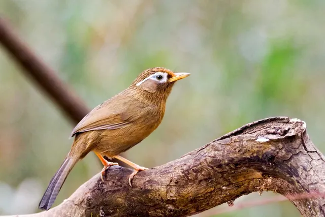 Species Image