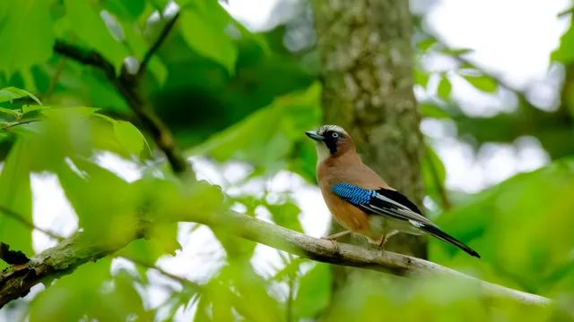 Species Image