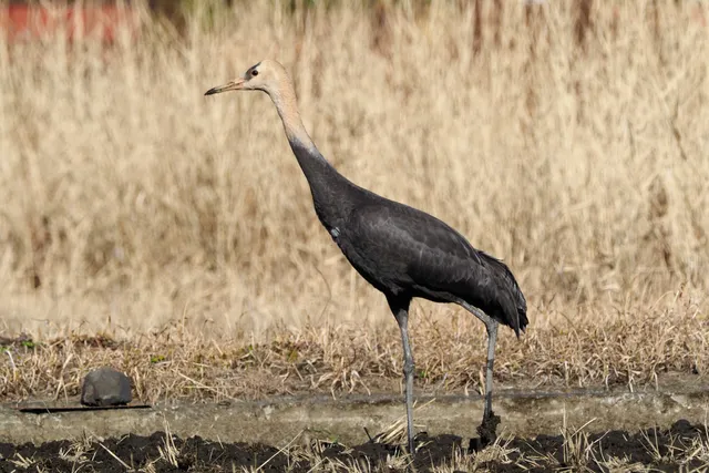 Species Image