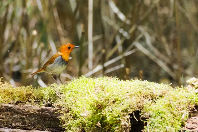 Species Image