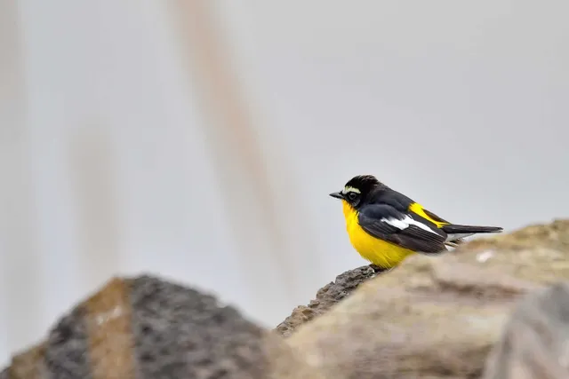 野鳥の写真