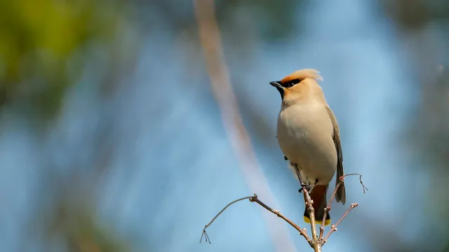 Species Image