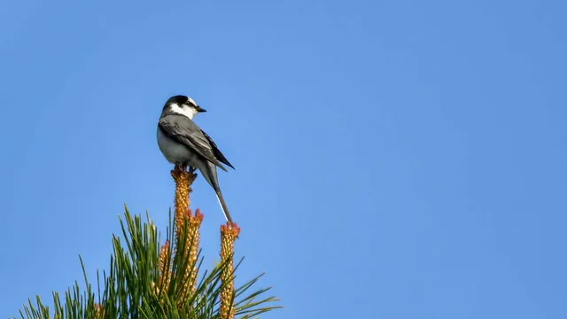 Family Image