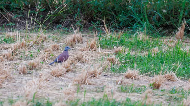 野鳥の写真