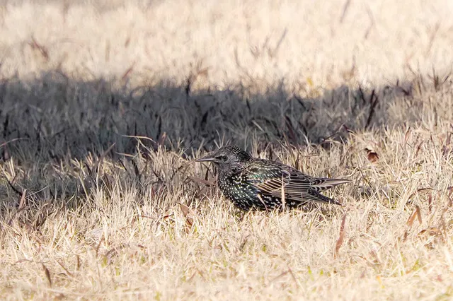Species Image