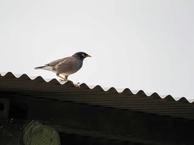 野鳥の写真