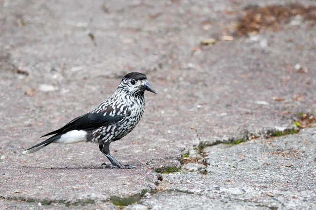 Species Image