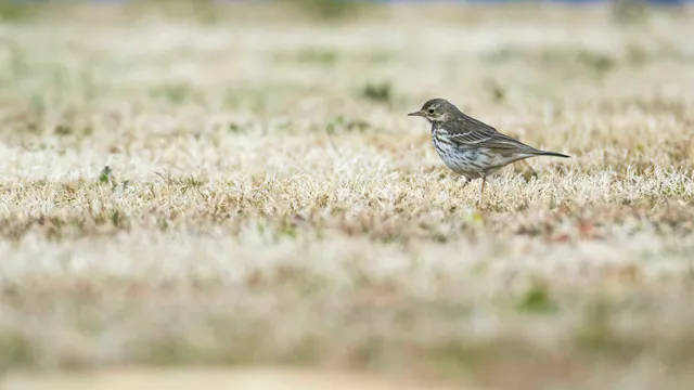 Species Image