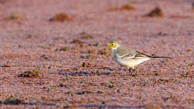 Species Image