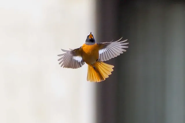Species Image