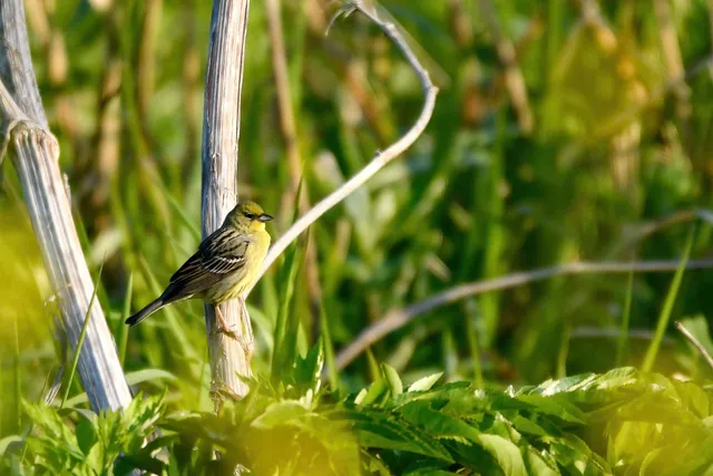 Species Image