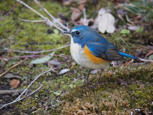 Species Image