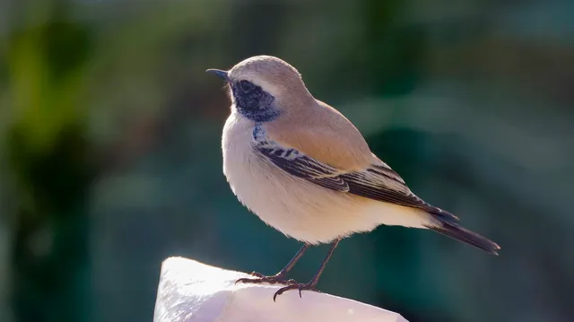 Species Image
