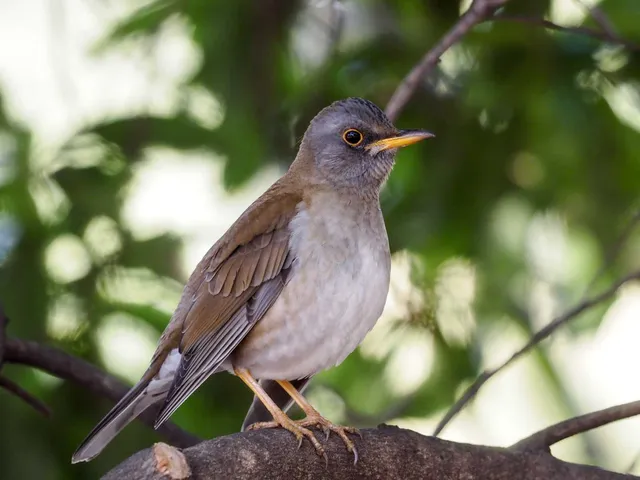 Species Image