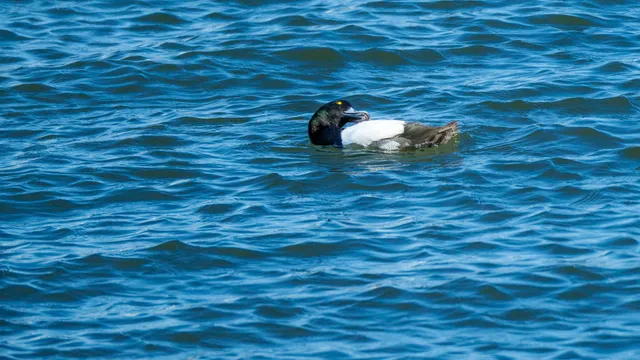 Species Image