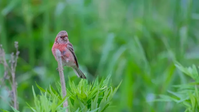 Species Image