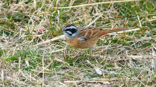 Species Image