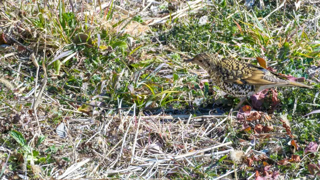 Species Image