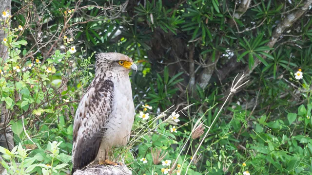 Species Image