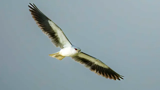 野鳥の写真