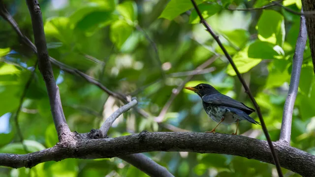 Species Image