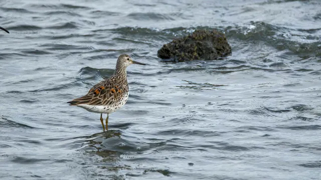Species Image
