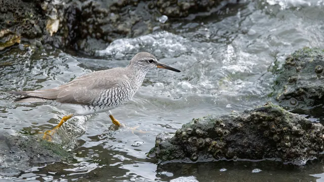 Species Image