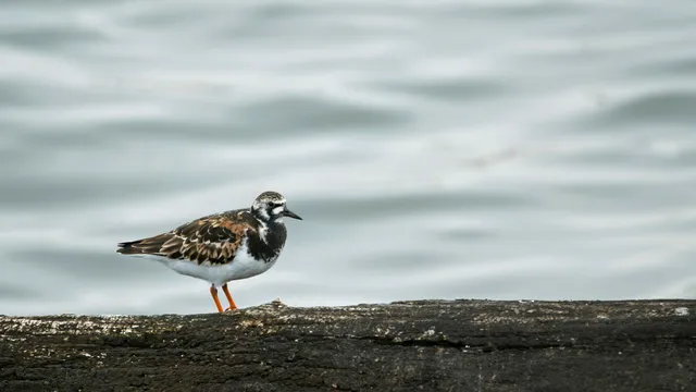 Species Image