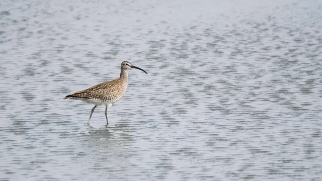 Species Image