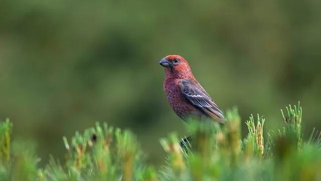 Species Image