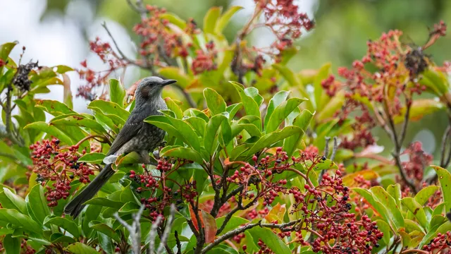 Species Image